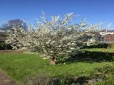 Foto aus der Gartensiedlung