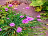 Foto aus der Gartensiedlung